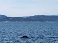 174. Walbeobachtung Victoria, Vancouver Island