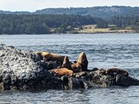 175. Walbeobachtung Victoria, Vancouver Island