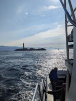 176. Walbeobachtung Victoria, Vancouver Island