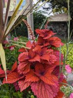 191. Queen Elizabeth Park, Vancouver