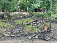 4. Tag – Québec bis Ottawa – Rundfahrt durch den Parc Omega