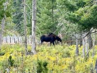 4. Tag – Québec bis Ottawa – Rundfahrt durch den Parc Omega – Elch