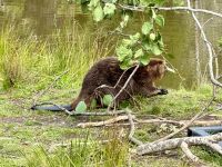 4. Tag – Québec bis Ottawa – Rundfahrt durch den Parc Omega – Biber
