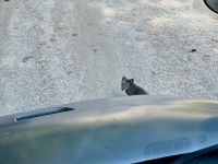 4. Tag – Québec bis Ottawa – Rundfahrt durch den Parc Omega – Polarfuchs