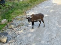 4. Tag – Québec bis Ottawa – Rundfahrt durch den Parc Omega – Caribou