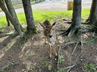 4. Tag – Québec bis Ottawa – Rundfahrt durch den Parc Omega