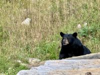 4. Tag – Québec bis Ottawa – Rundfahrt durch den Parc Omega – Schwarzbär