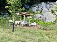 4. Tag – Québec bis Ottawa – Rundfahrt durch den Parc Omega – Schneeziegen