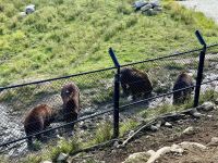 4. Tag – Québec bis Ottawa – Rundfahrt durch den Parc Omega – Zimtbären