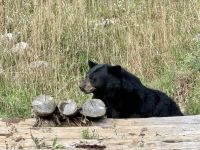 4. Tag – Québec bis Ottawa – Rundfahrt durch den Parc Omega – Schwarzbär