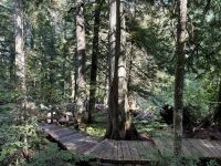 10. Tag – Banff bis Kamloops – Mount-Revelstoke-Nationalpark – Giant Cedar Boardwalk