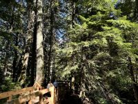 10. Tag – Banff bis Kamloops – Mount-Revelstoke-Nationalpark – Giant Cedar Boardwalk