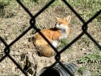 11. Tag – Kamloops bis Clearwater – Fuchs im BC Wildlife Park