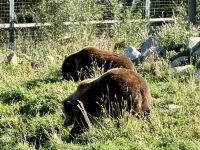 11. Tag – Kamloops bis Clearwater – Grizzlys im BC Wildlife Park