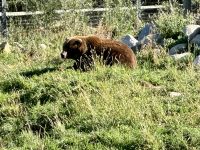 11. Tag – Kamloops bis Clearwater – Grizzly im BC Wildlife Park