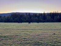 11. Tag – Kamloops bis Clearwater – Wells Gray Park – Abendessen auf der Wells Gray Ranch