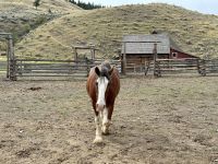 12. Tag – Clearwater bis Whistler – Besuch der Hat Creek Ranch