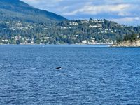 13. Tag – Whistler bis Parksville – Überfahrt nach Vancouver Island – Buckelwale