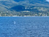 13. Tag – Whistler bis Parksville – Überfahrt nach Vancouver Island – Buckelwale