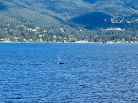 13. Tag – Whistler bis Parksville – Überfahrt nach Vancouver Island – Buckelwale