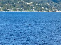 13. Tag – Whistler bis Parksville – Überfahrt nach Vancouver Island – Buckelwale