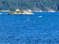 13. Tag – Whistler bis Parksville – Überfahrt nach Vancouver Island – Buckelwale