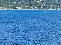 13. Tag – Whistler bis Parksville – Überfahrt nach Vancouver Island – Buckelwale