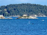 13. Tag – Whistler bis Parksville – Überfahrt nach Vancouver Island – Buckelwale