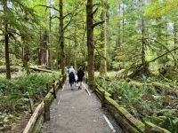 14. Tag – Parksville bis Tofino – Cathedral Grove
