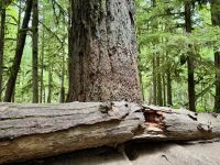 14. Tag – Parksville bis Tofino – Cathedral Grove – Big Tree