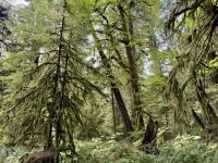 14. Tag – Parksville bis Tofino – Cathedral Grove