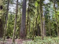 14. Tag – Parksville bis Tofino – Cathedral Grove