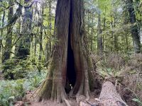 14. Tag – Parksville bis Tofino – Cathedral Grove