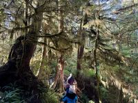 15. Tag – Pacific Rim National Park Reserve – Spaziergang durch den Regenwald