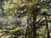 15. Tag – Pacific Rim National Park Reserve – Spaziergang durch den Regenwald