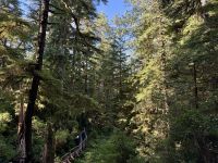 15. Tag – Pacific Rim National Park Reserve – Spaziergang durch den Regenwald