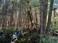 15. Tag – Pacific Rim National Park Reserve – Spaziergang durch den Regenwald