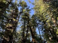 15. Tag – Pacific Rim National Park Reserve – Spaziergang durch den Regenwald