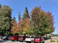 16. Tag – Tofino bis Victoria – Ein bisschen Indian Summer in Chemainus