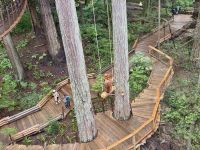 18. Tag – Ausflug in den Norden Vancouvers – Baumwipfelpfad an der Capilano-Hängebrücke