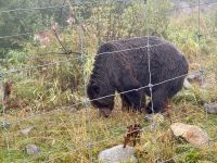 18. Tag – Ausflug in den Norden Vancouvers – Grizzly auf dem Grouse Mountain