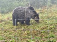 18. Tag – Ausflug in den Norden Vancouvers – Grizzly auf dem Grouse Mountain