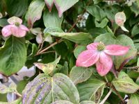 Rosa Dogwood &ndash; &copy; Elisabeth Fox-Maerki (Eberhardt TRAVEL)