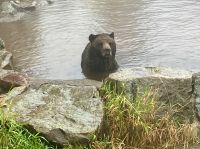 Coola der andere Grizzly badet im Regen &ndash; &copy; Elisabeth Fox-Maerki (Eberhardt TRAVEL)