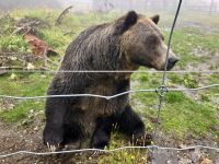 Grinder der Grizzly auf Grouse Mountain &ndash; &copy; Elisabeth Fox-Maerki (Eberhardt TRAVEL)
