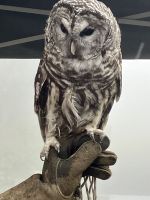 Die Barteule auf Grouse Mountain &ndash; &copy; Elisabeth Fox-Maerki (Eberhardt TRAVEL)