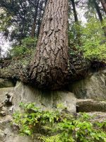 Die Douglasie hat es geschafft &ndash; &copy; Elisabeth Fox-Maerki (Eberhardt TRAVEL)