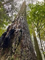 Big Doug  &ndash; &copy; Elisabeth Fox-Maerki (Eberhardt TRAVEL)