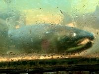 Die Lachsforelle hinter Glass &ndash; &copy; Elisabeth Fox-Maerki (Eberhardt TRAVEL)