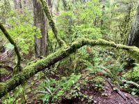 Regenwald Wanderung in Vancouver &ndash; &copy; Elisabeth Fox-Maerki (Eberhardt TRAVEL)